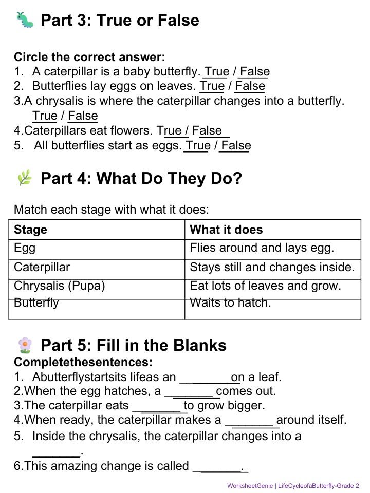 Life Cycle of a Butterfly Complete Pack – Educational Unit for Grade 2 product image (3)