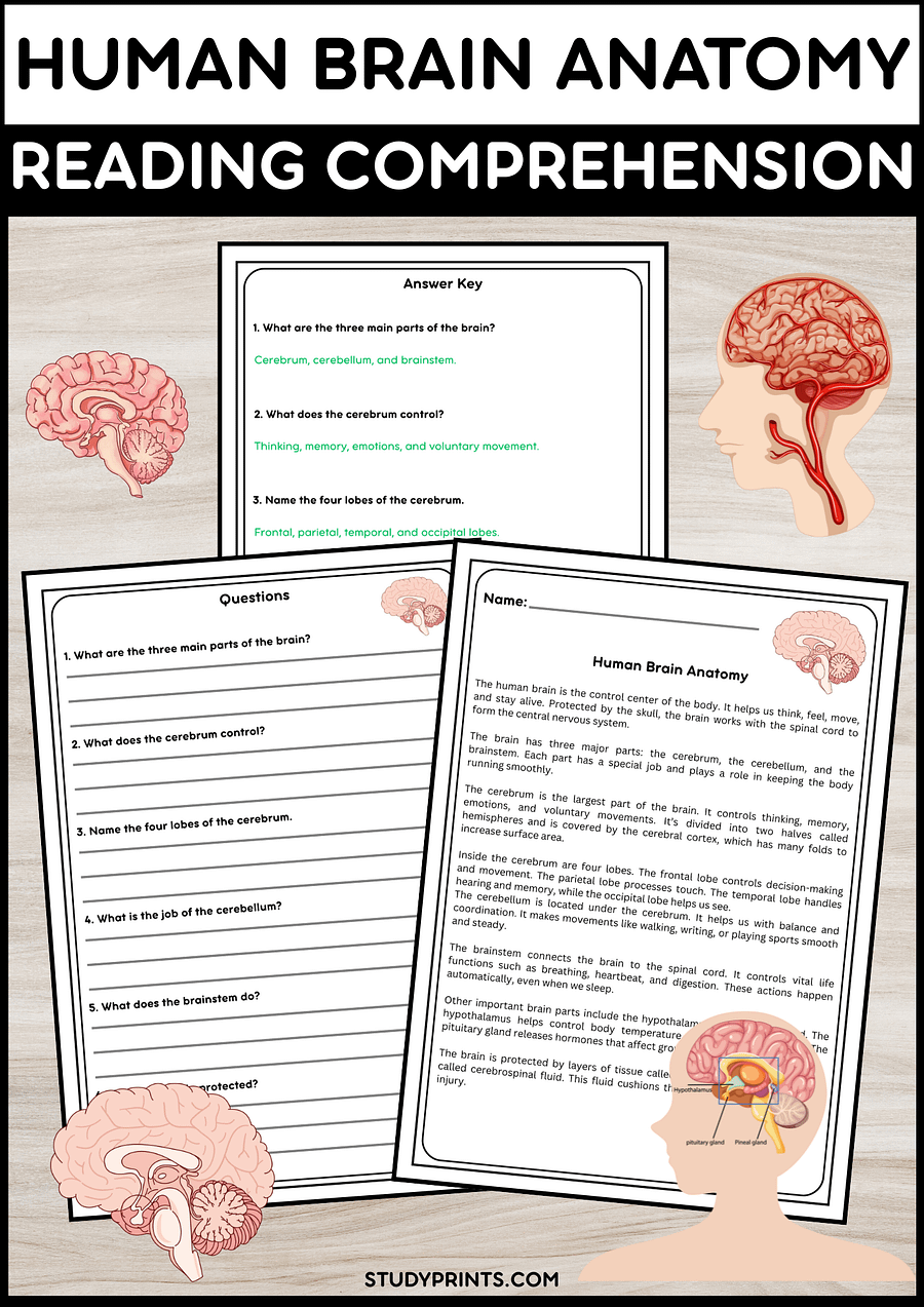 Human Brain Anatomy Reading Passage with Comprehension Questions | Science Activity product image (1)