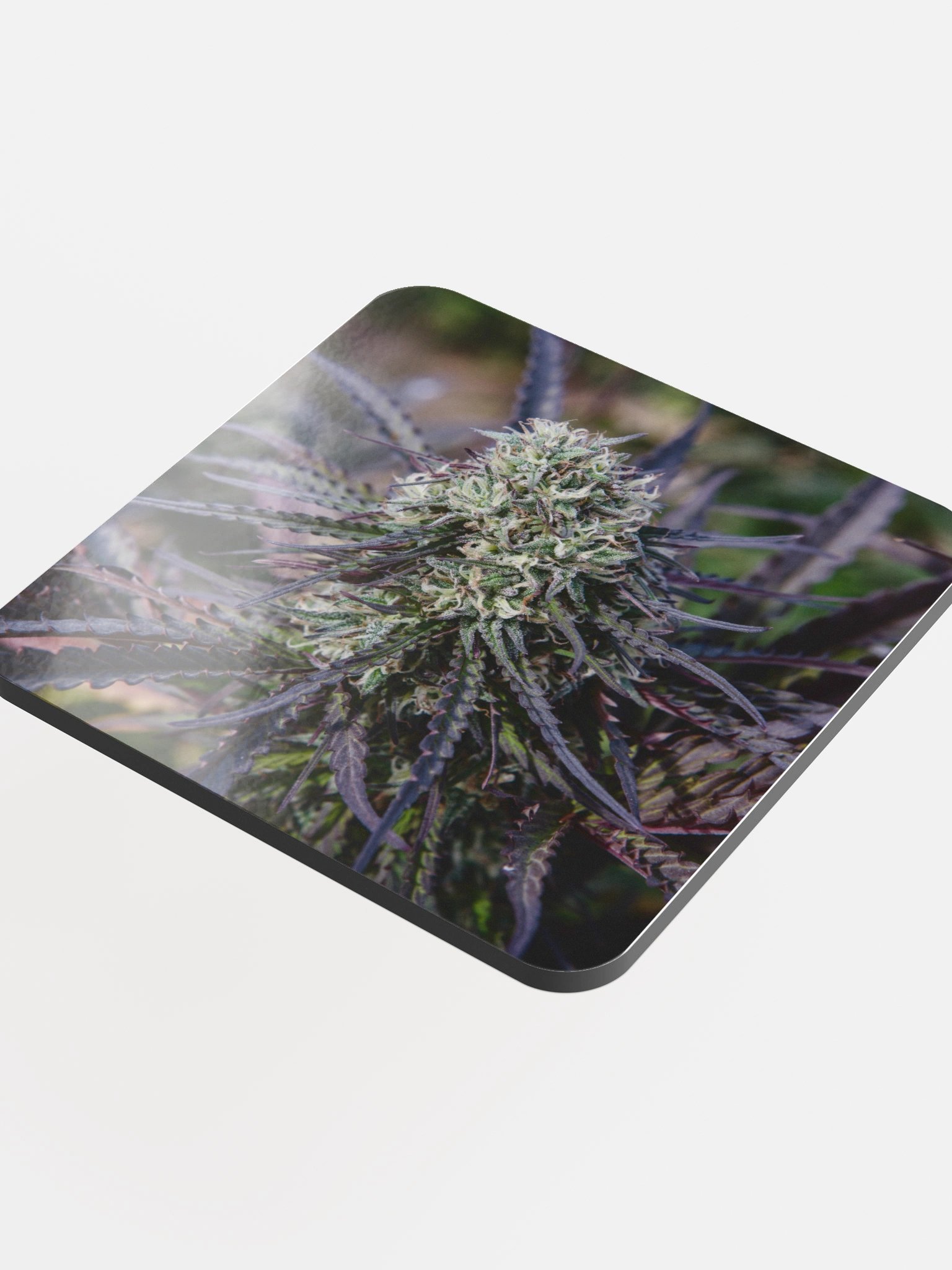 Royal Purple Cultivated Coaster product image (4)
