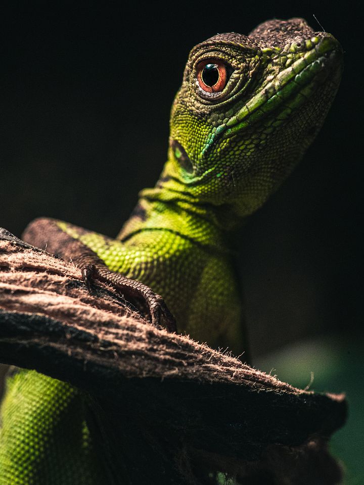 Baby Green Basilisk product image (1)