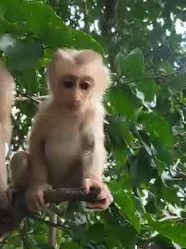 ✅Watch these Tiny Monkeys take their first Steps – Too Cute to Miss! 😧🐒😮 🐵 Get ready to meet the cutest monkey families ever! From playful baby monkeys to their loving moms and protective dads, this video is full of heartwarming moments! Watch these adorable families interact, cuddle, and explore their jungle world together. 😍 Whether they’re swinging from trees or having quiet bonding moments, you’ll be enchanted by their tight family bonds. Hit play and enjoy the cuteness! Don’t forget to like, comment, and subscribe for more amazing animal families! 🌿🐒💖 #monkey videos #monkey #funny monkey #funny video #funny animals #cute animals  #funny animal videos #animal video #funniest animals #super smart #baby monkey #monkeys #funniest monkey #pets #funny pets #funny #cute #cutebaby //✅SUPPORT US - FREE WAYS TO SUPPORT our CHANNEL✔ [Subscribe•Like•Comment•Share•Follow] 👍Like This Video 😝Subscribe To The Channel 😎🎬📽👀Watch until the END of the Video/Live Stream ►Please, make sure to SUBSCRIBE to 'help me' reach 'my GOAL' of 2️⃣5️⃣0️⃣0️⃣ subscribers in the next 3 months. //✅SUPPORT US - Please, BUY US ANYTHING or SEND US SOMETHING✔ [Donation, Tip, Pledge or Gift (Once-off OR Recurring). Anything and everything out of your goodheart and generosity...is welcome, good and perfect] GiftHero Wishlist    https://gifthero.com/rekhubbi Amazon Wishlist      https://amazon.com/hz/wishlist/ls/23NAC5I3FJ49H?ref_=wl_share (Buy me anything here as my fan, as a gesture of your loyal support) Paypal               https://paypal.me/rekhubbi Tiktok               https://tiktok.com/@rekhubbi (BUY 'me' some COINS) Facebook Stars       https://fb.com/stars (BUY 'me' some STARS) //✅SUPPORT US - JOIN our MEMBERSHIPS & PURCHASE our SUBSCRIPTIONS✔ [Look out for any of our Memberships or Subscriptions, in any of the CHANNELS below and participate] Twitter              https://x.com/rekhubbi Tiktok               https://tiktok.com/@rekhubbi Facebook             https://facebook.com/rekhubbi Instagram            https://instagram.com/elkhubbi Patreon              https://patreon.com/rekhubbi //✅MY ONLINE SHOPS - Check them out✔ [Shop our 'Print-On-Demand' MERCH & Beautiful 'Products Catalog'...BUY 1 item or more] ►creativeBOSS store (TG)  https://creativeboss-3.creator-spring.com ►creativeBOSS store (SP)  https://creativeboss-store.myspreadshop.com ►creativeBOSS store (ST)  https://spreadshirt.com/shop/user/creativeboss+store ►creativeBOSS store (PE)  https://popshop.live/rekhubbi ►Gumroad                  https://rekhubbi.gumroad.com //✅VALUE-ADDED EXTRAS✔ [Tour around. Explore and see what's in here for you. Enjoy!] AllMyLinks           https://allmylinks.com/rekhubbi Patreon              https://patreon.com/rekhubbi (Subscribe and use the Direct Messenger Service) //✅BUY THINGS I RECOMMEND✔ Benable (
