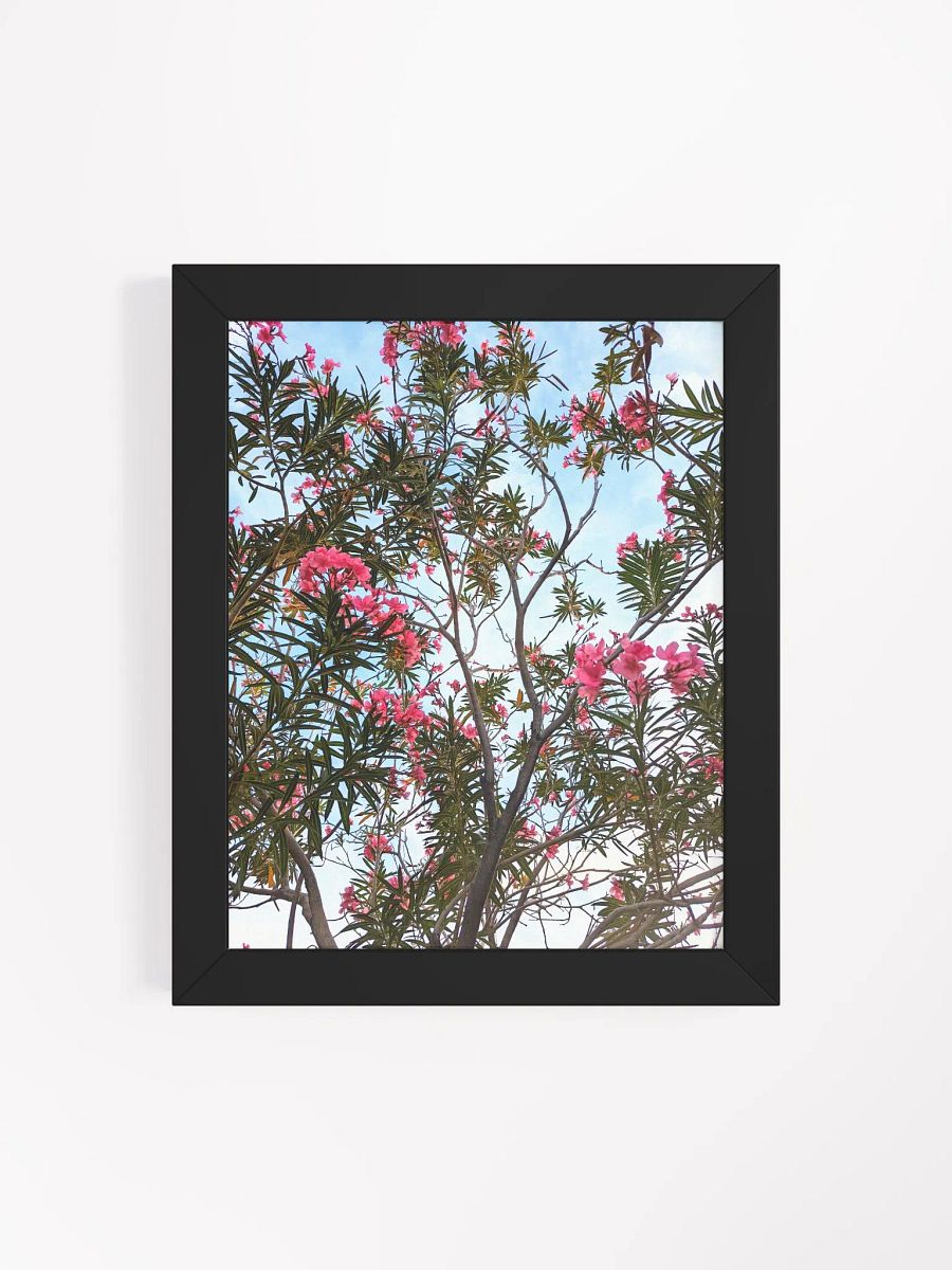 Oleander Tree in the SpringTime Framed High Quality Photograph product image (4)
