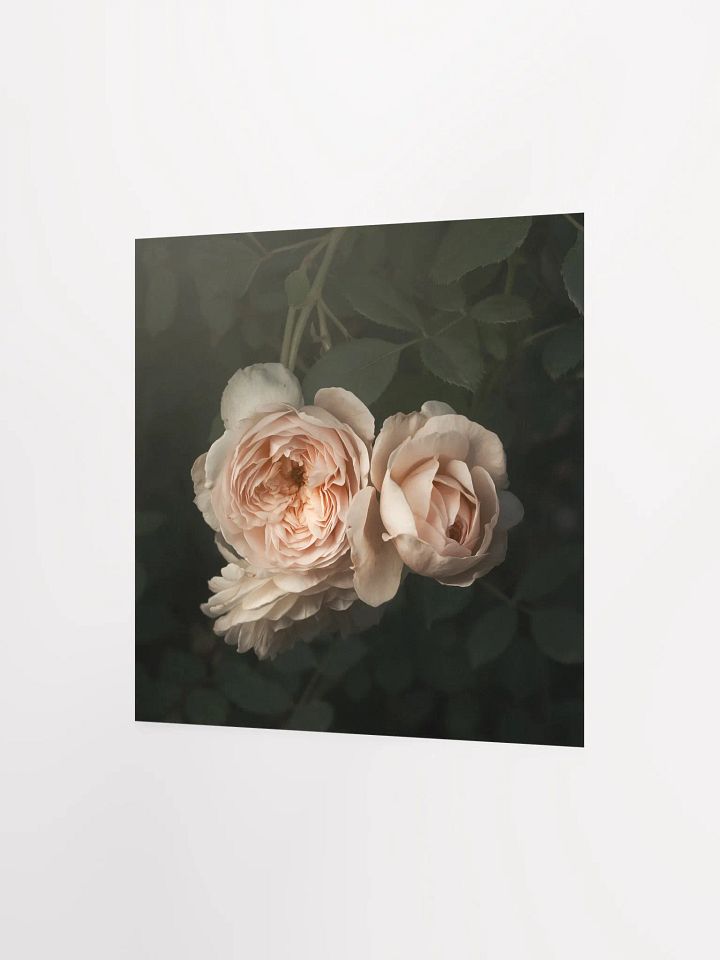 Pale English Cottage Roses product image (1)