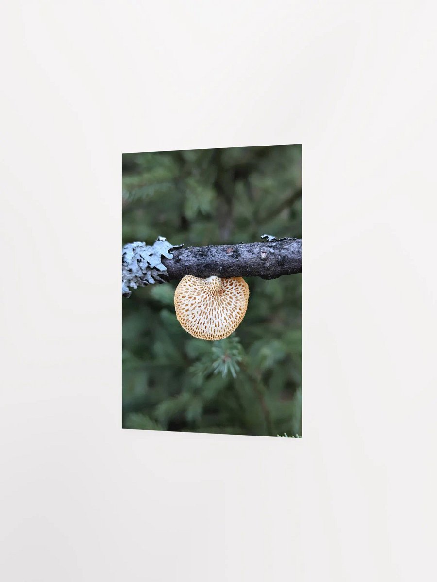 Hexagonal Polypore (Print) product image (19)