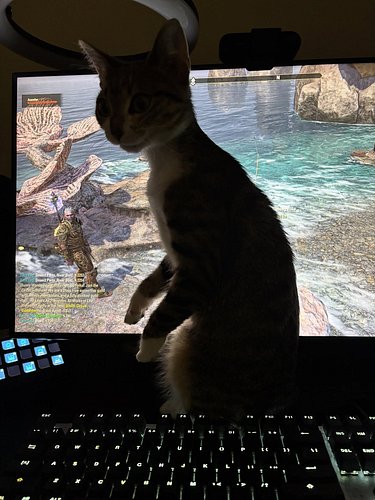 Khajit has wares! #gamercat