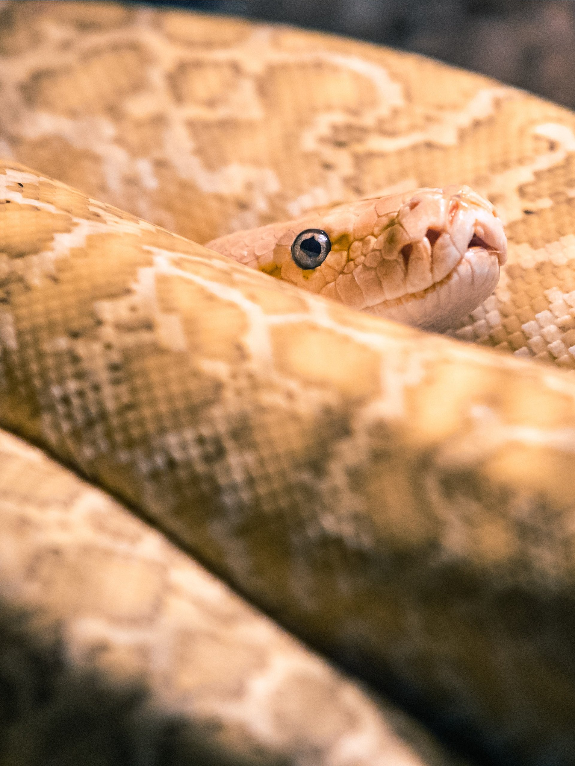 Hypo-Granite Burmese Python product image (1)