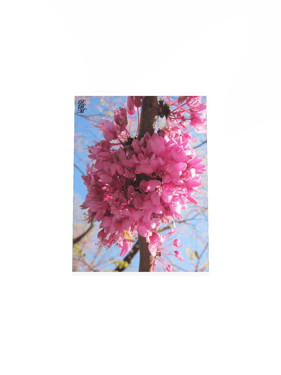 Pink Flowers on a Tree product image (7)