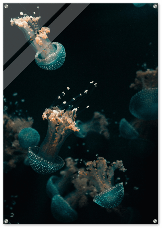 JELLY FISH HIGH CONTRAST ACRYLIC PRINT product image (1)