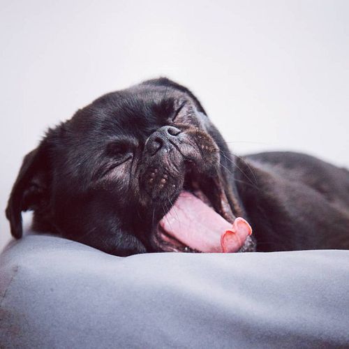 Aaaaw! Winter sleep time 😀🐕☃️
.
.
.
.
#sleepingdog #wintersleep #holidaydogs #ilovemydog #doglife #doginbed #frenchbulldog #d...