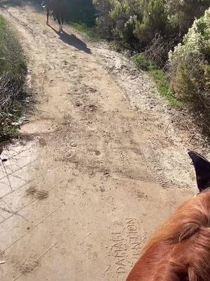 When your horse takes off before you’re ready 😂 #horsesoftiktok #equestrian #equine #horsebackriding #gallop #race #trailride #hacking #horseriding 