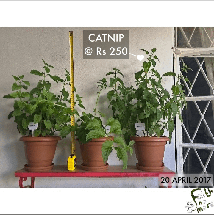Catnip (Nepeta cataria) product image (4)