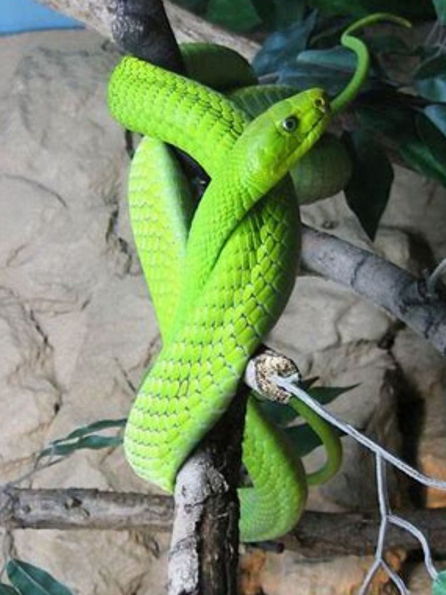 Top 20 of the most venomous Snakes Worldwide product image (3)