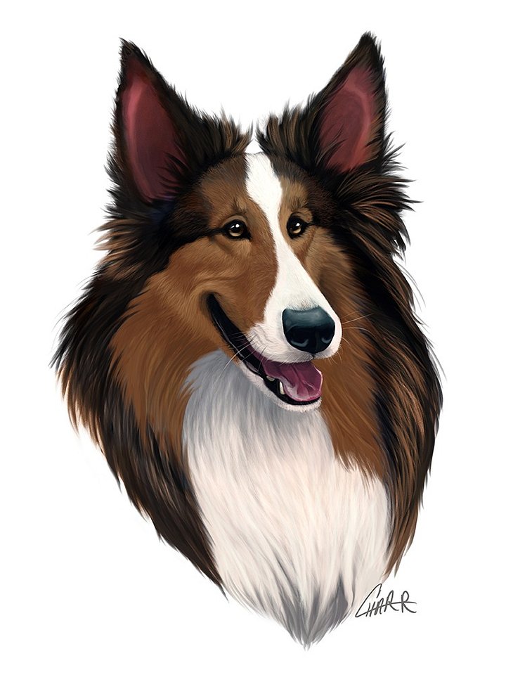 Dog Breeds: Shetland Sheepdog Print product image (2)