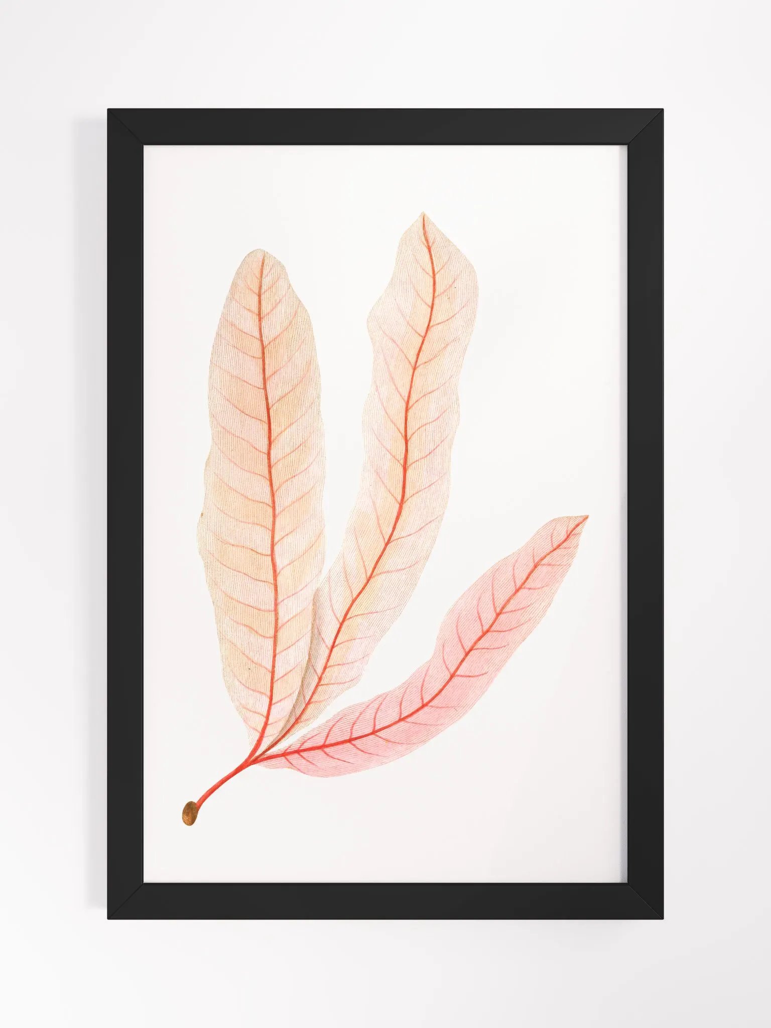 Ecotone Leaf Skeleton Framed Print product image (1)