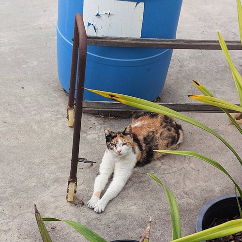 This cool cat was watching me install the AC unit. Have a wonderful week! 
#calico #calicocat #cat #catsofinstagram #juniepat...