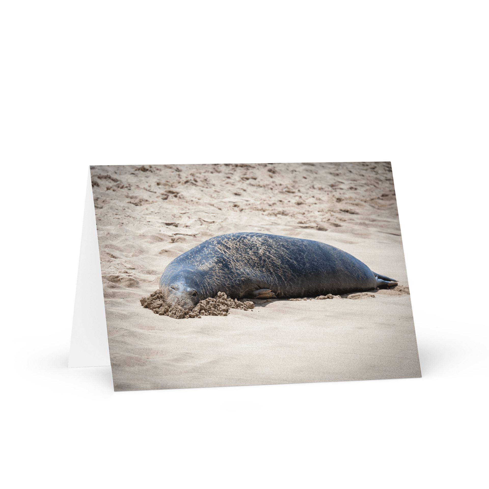 Sandy Seal Greeting product image (1)
