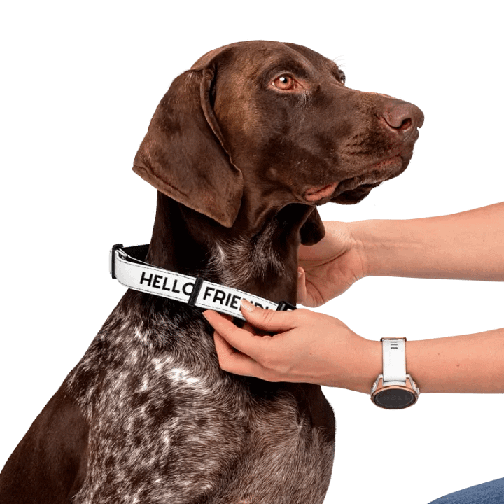Pet Collar product image (1)