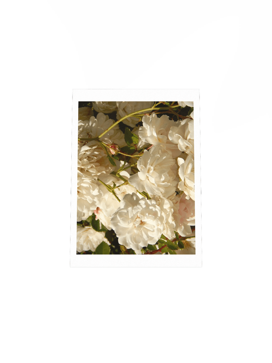 White Roses product image (4)
