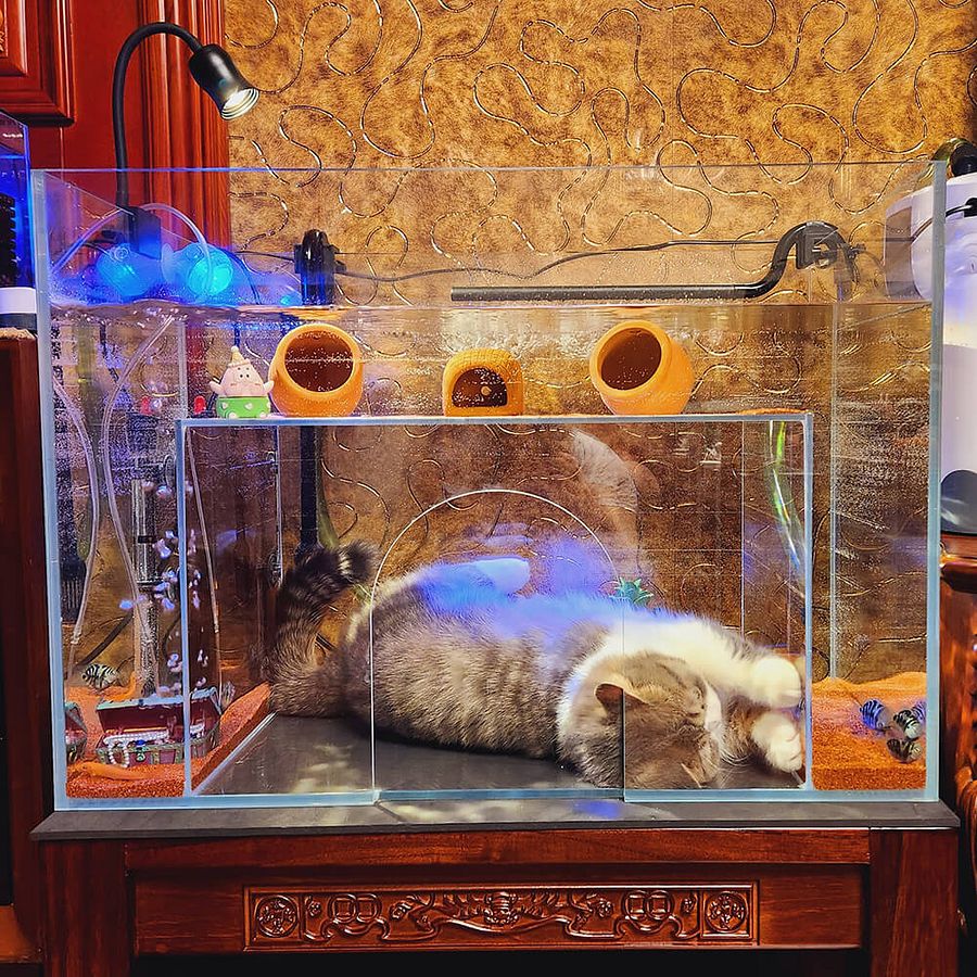 Front Entrance Cat Aquarium product image (2)