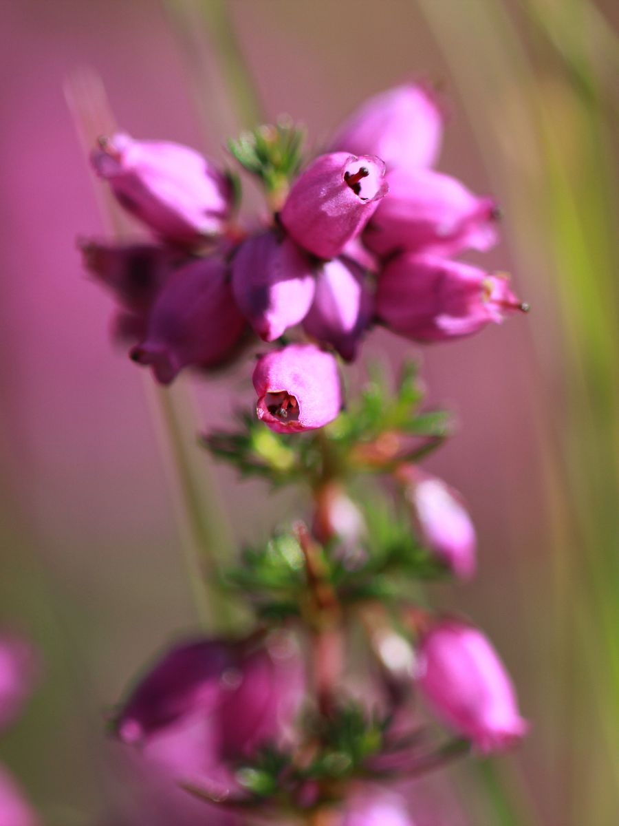 Plants and Wildflowers Image Collection product image (4)