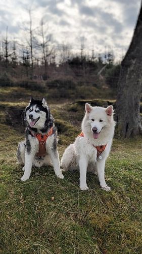 #AlaskanShepherd Nix & #Husky Nova