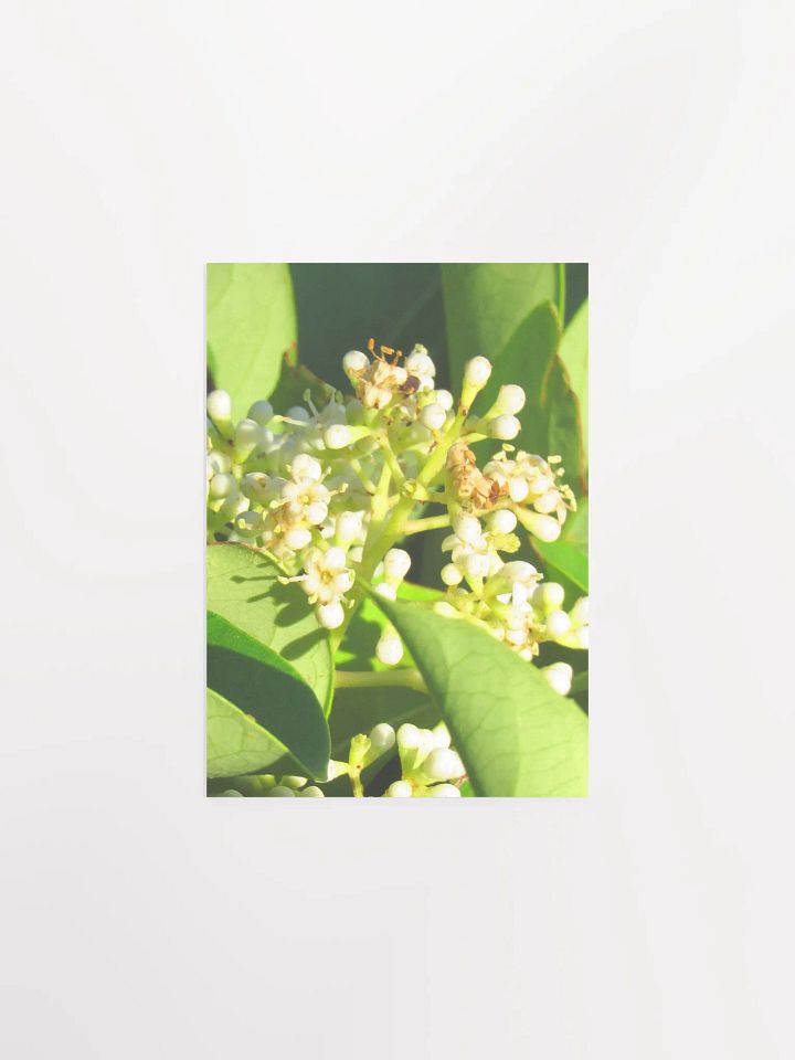 Sweet Viburnum product image (10)