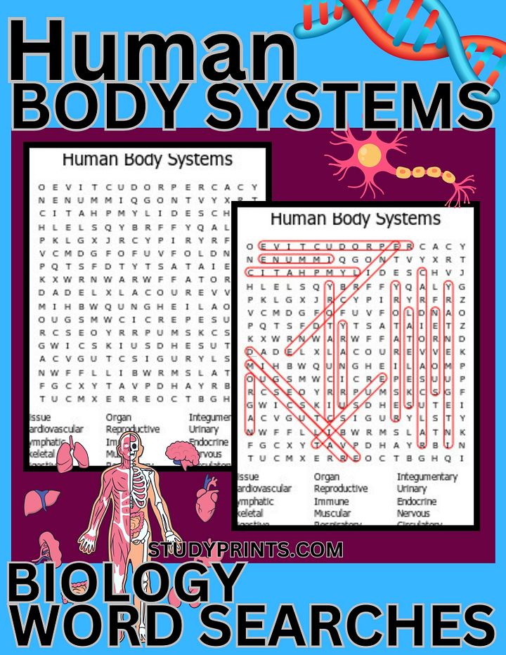 Human Body Systems word search product image (1)