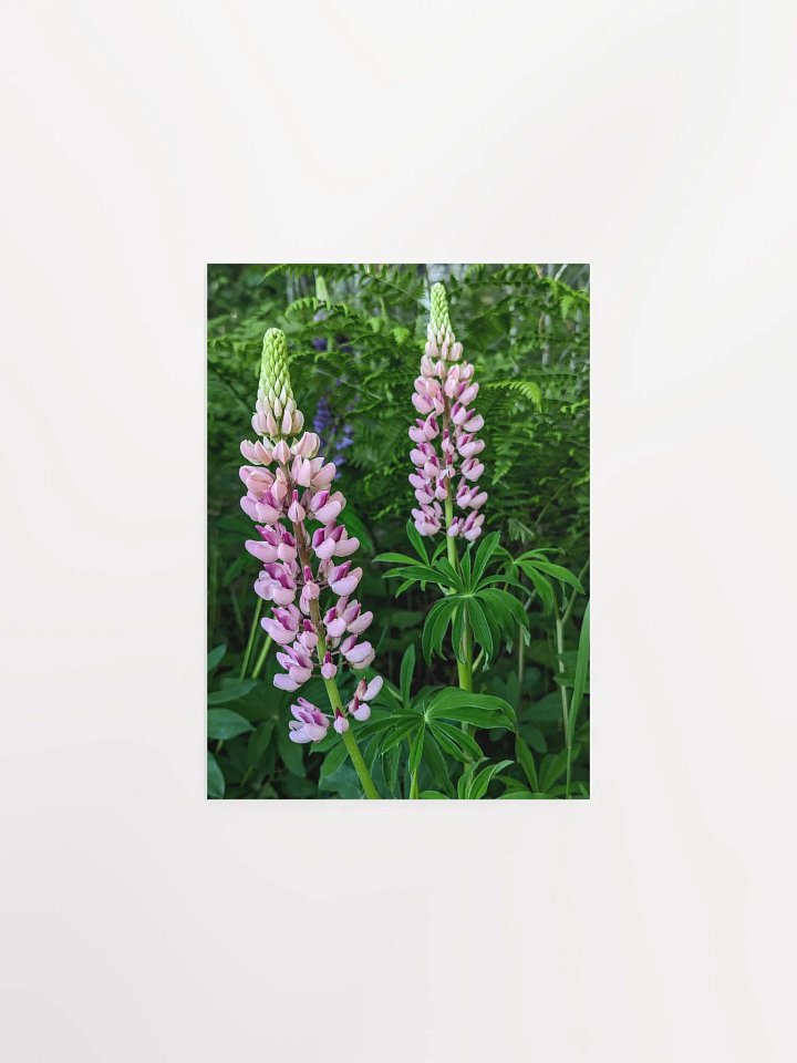 Lupine (Print) product image (8)