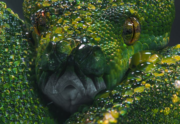 Green Tree Python Close Up #2 product image (1)