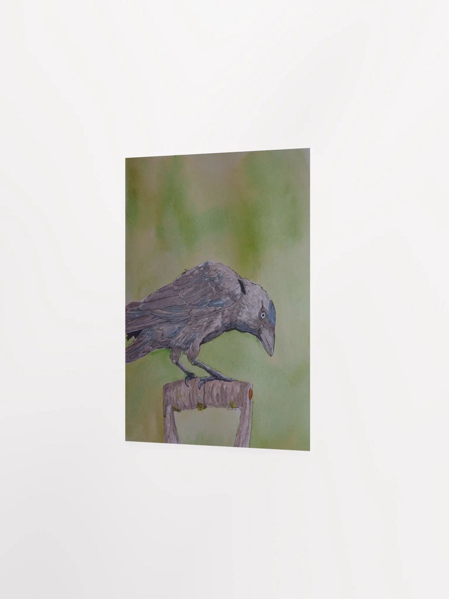Corvid Series [06] Jackdaw poster print product image (2)