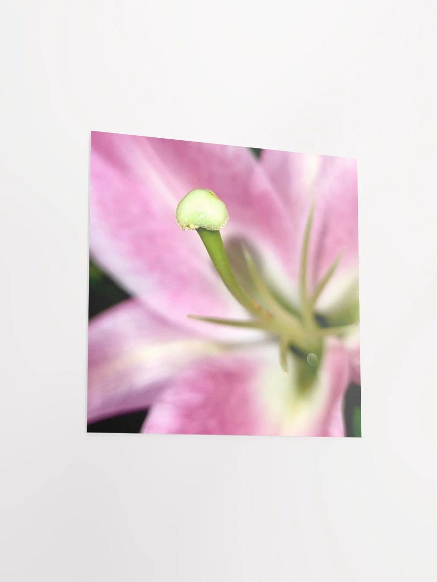 Lily product image (14)
