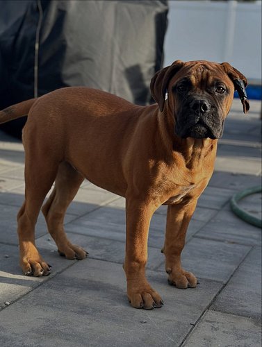 This beautiful 🤩RED Female is l👀king for her fur eva 🏠‼️ 

🐾 
🐾
🐾
🐾
🐾
#mastiff #mastiffsofinstagram #mastiffgram #mastiffs #b...