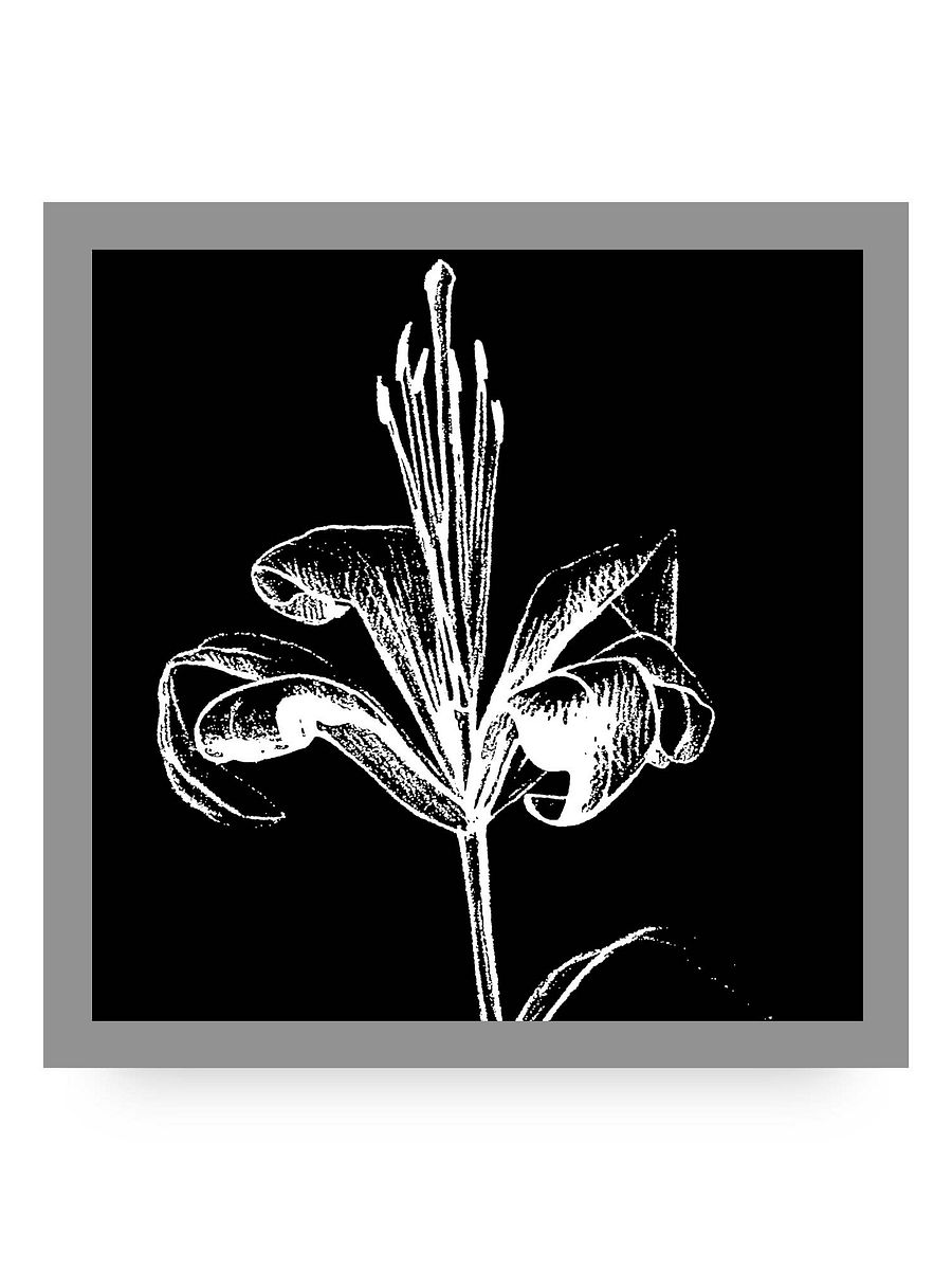 Lily Bloom Canvas Art - Fine Flower Dark product image (10)