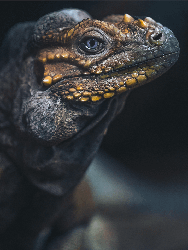 Rhino Iguana Face #2 product image (1)