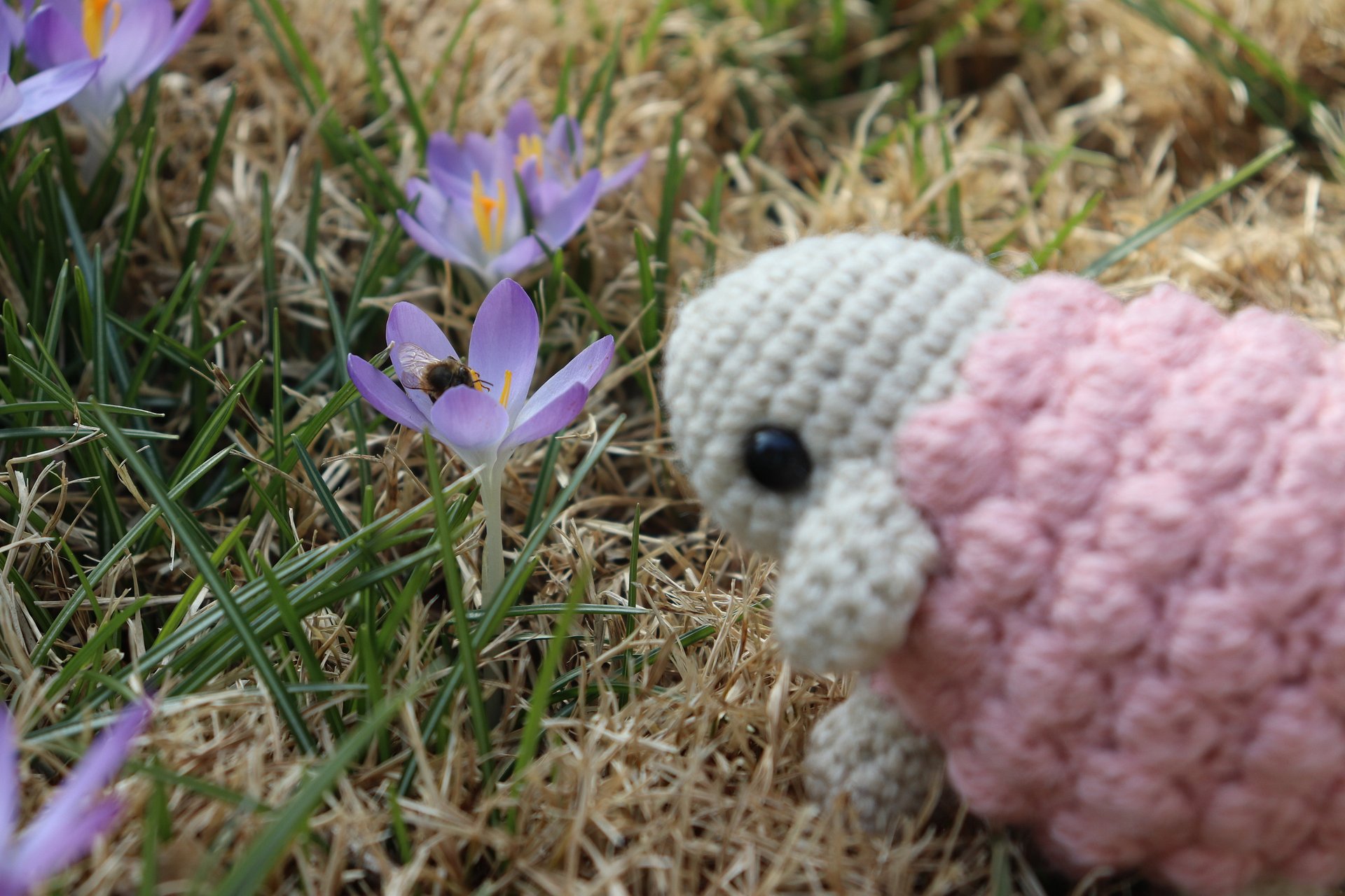 Cheerful Sheep PDF product image (3)