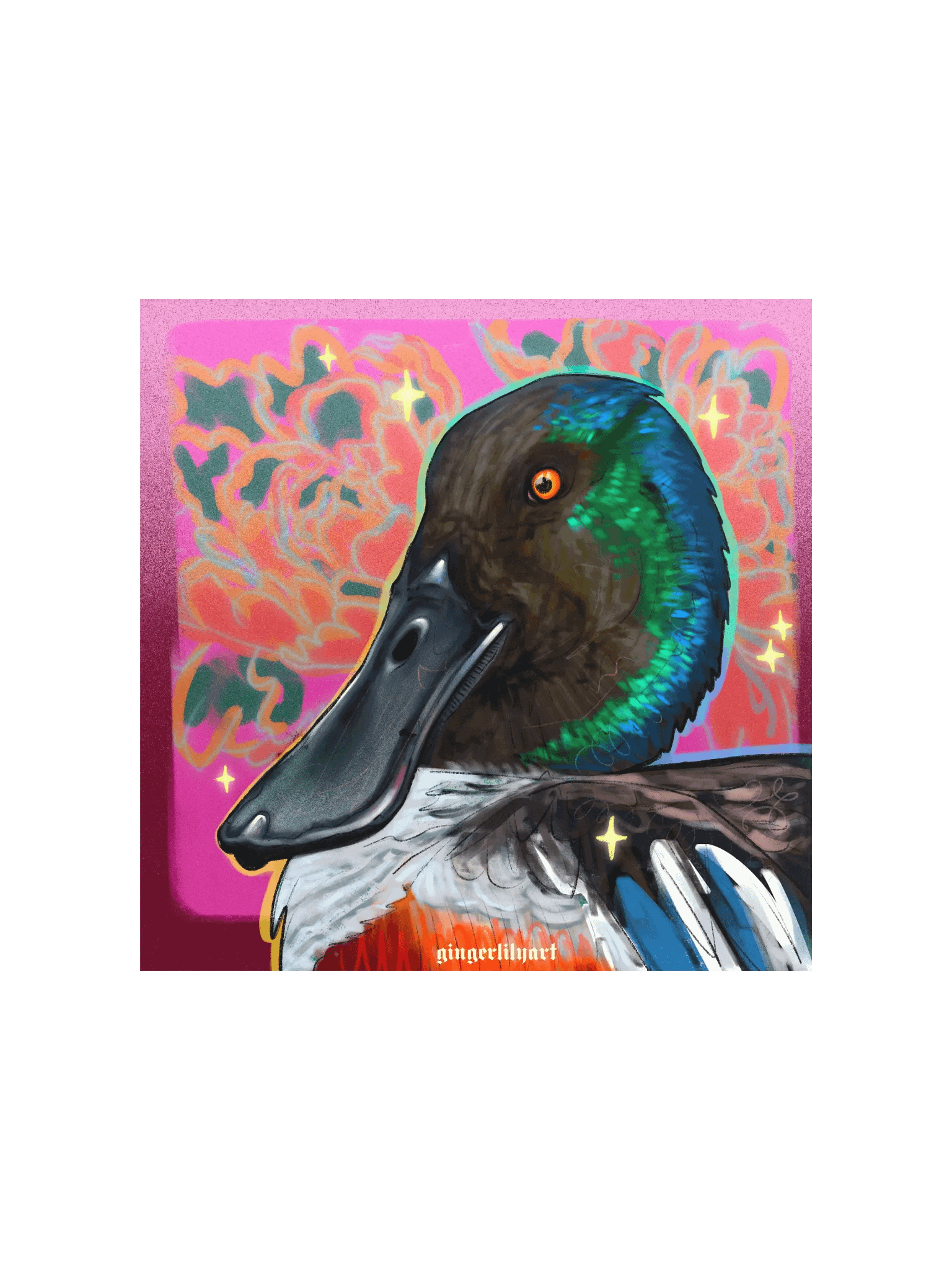 northern shoveler duck product image (2)