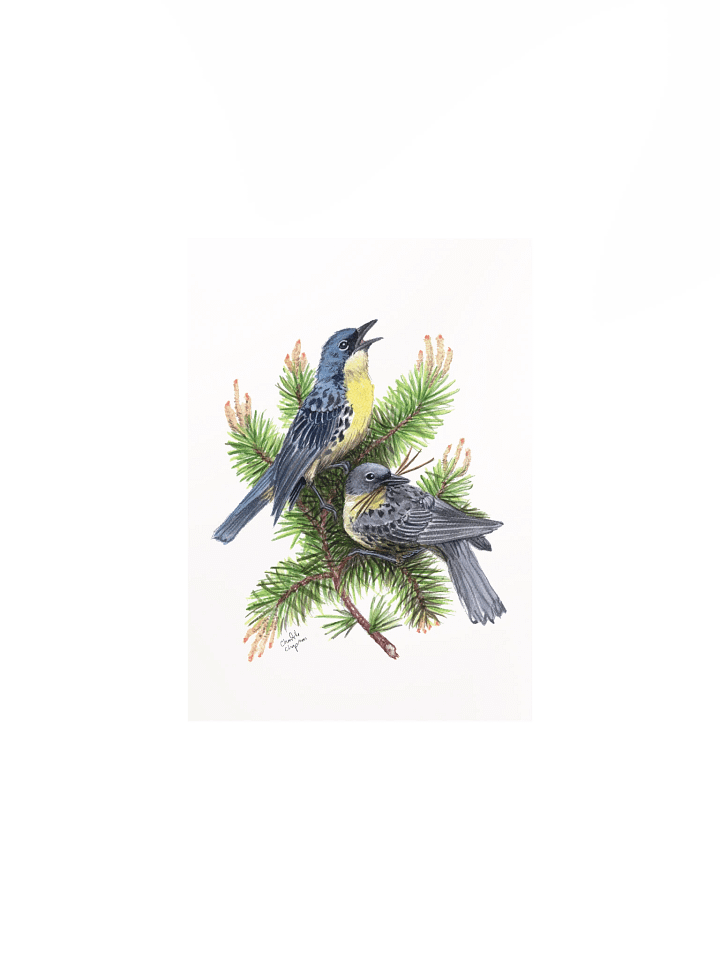 Kirtland's Warbler - Art Print product image (2)