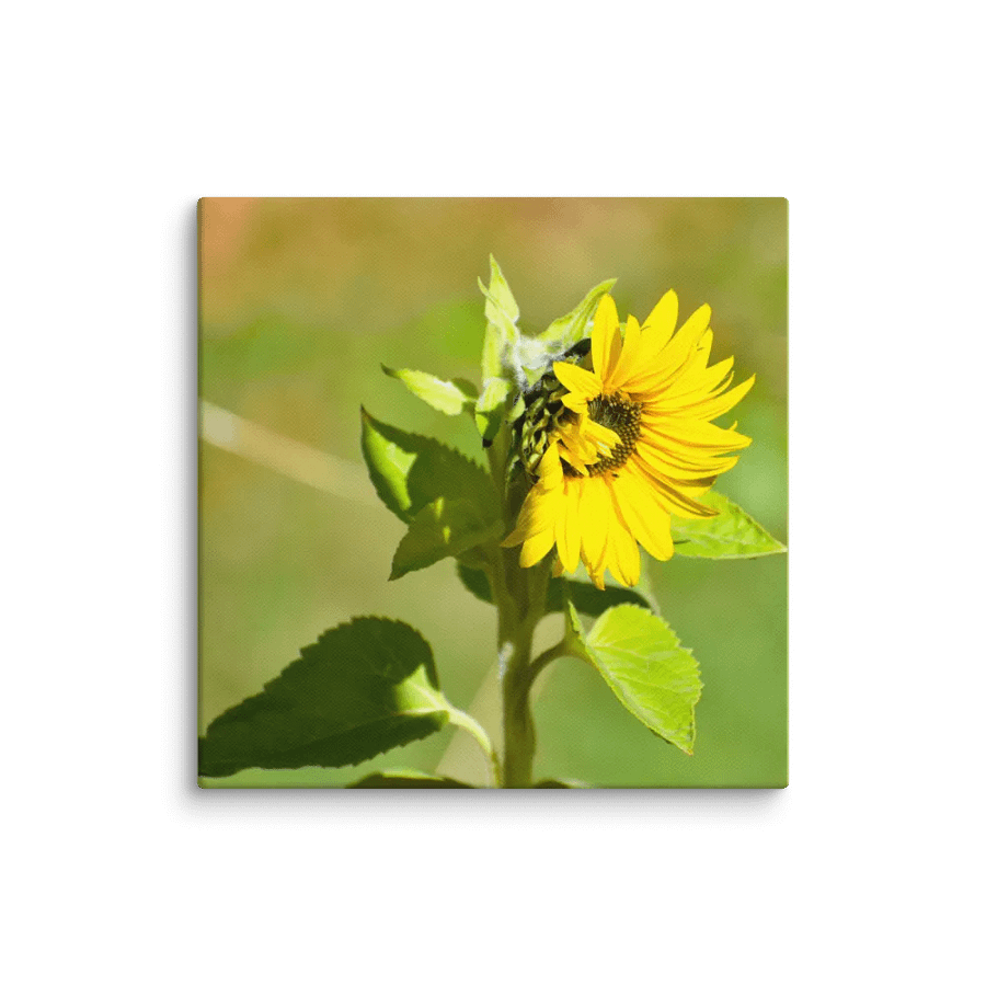 Canvas: Sunflower in early autumn product image (7)