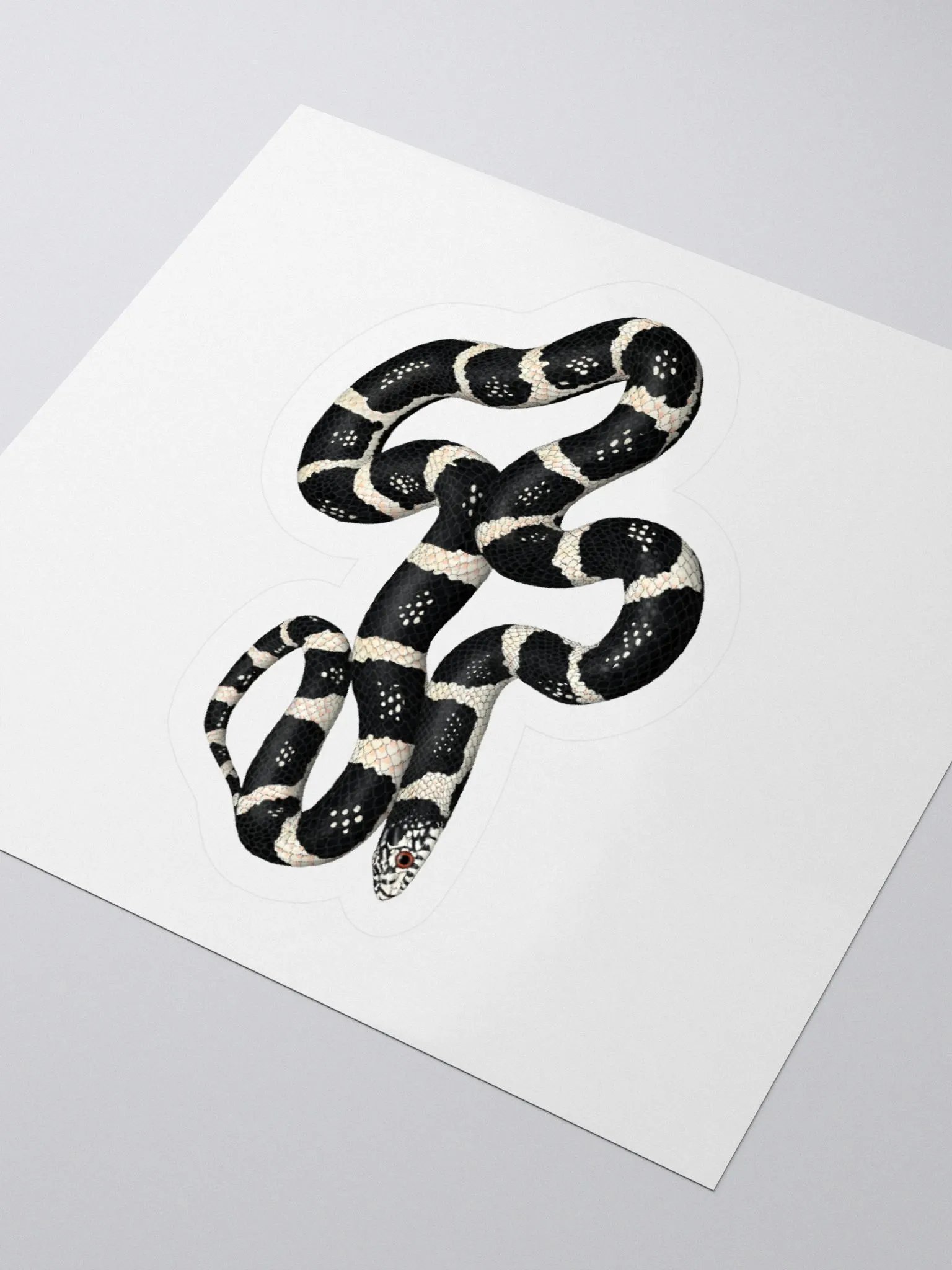 Die-Cut Sticker – Longnosed Snake Clarus Phase product image (3)