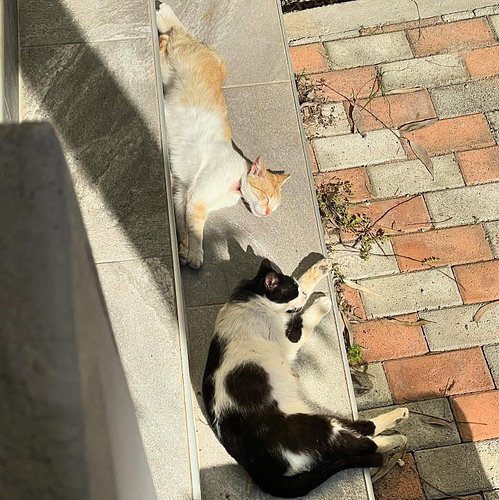 Best friends forever ❤️ #lefkada #cat #fyp