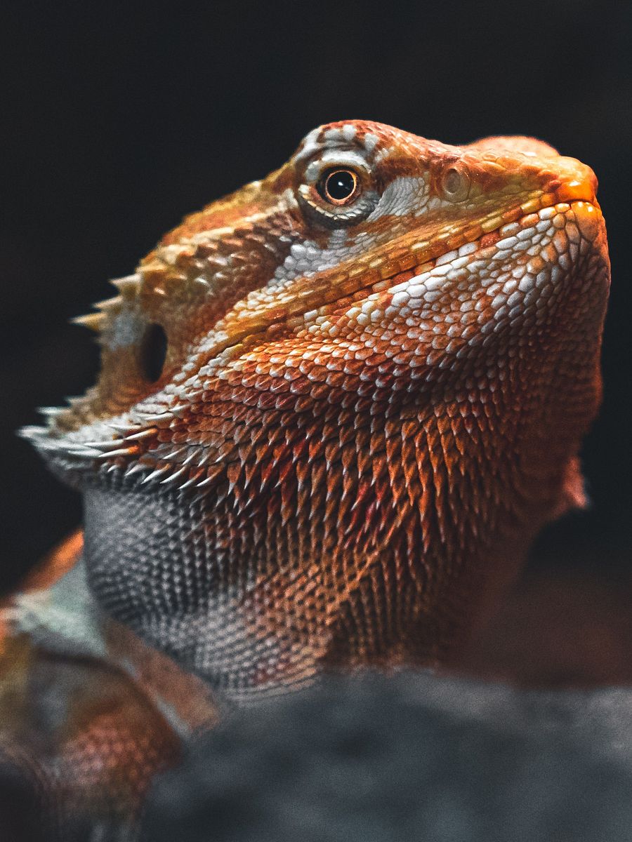 Bearded Dragon product image (1)