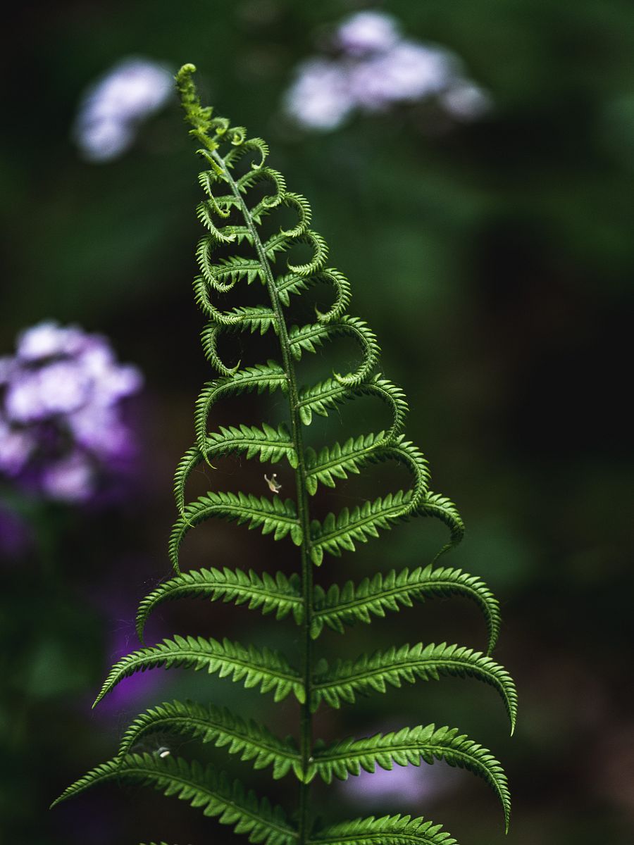Ferns & Flowers product image (1)