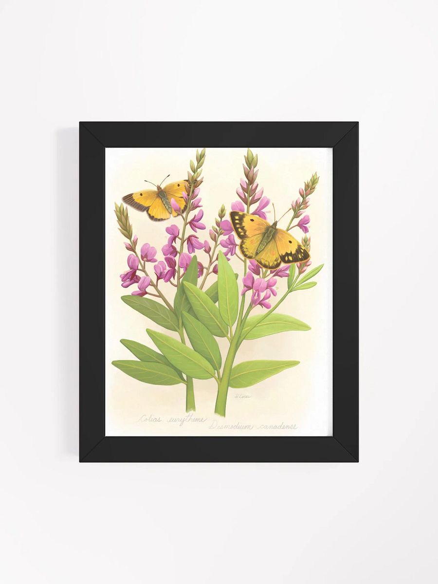 Orange Sulphur Butterflies product image (40)