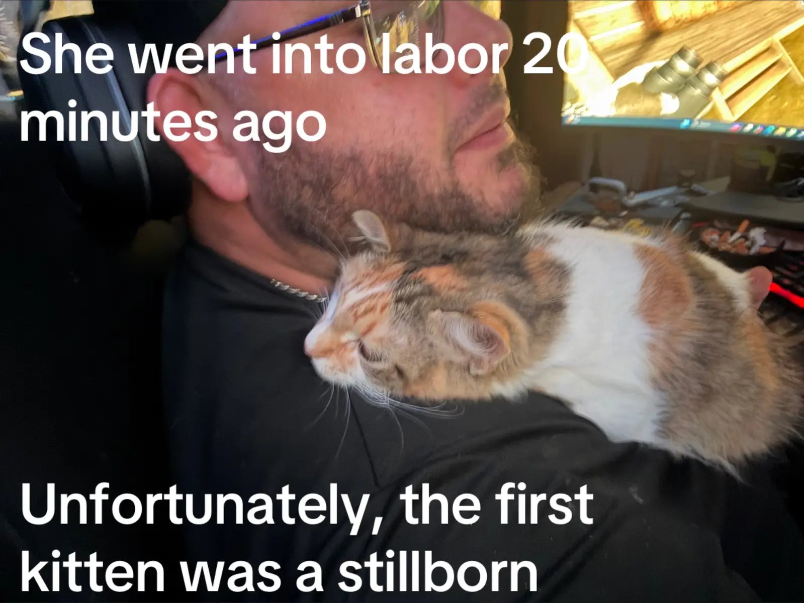 She just went into labor , unfortunately the first kitten was stillborn…..#cats #pregnantcat #kittens #stillborn #laboranddelivery #laborpains 