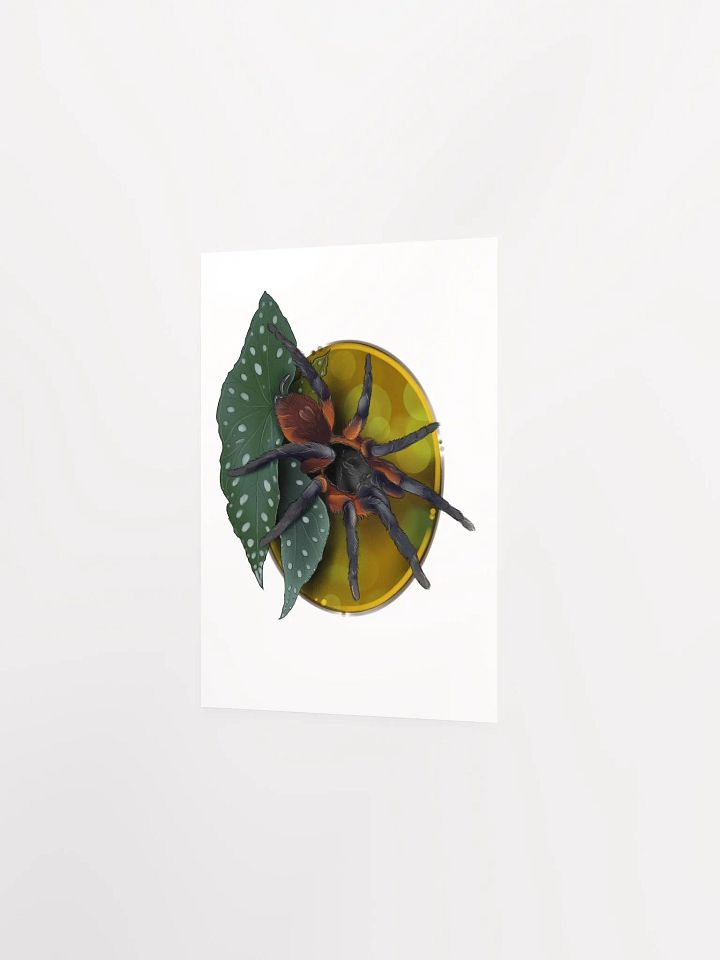 Davus sp Panama product image (4)