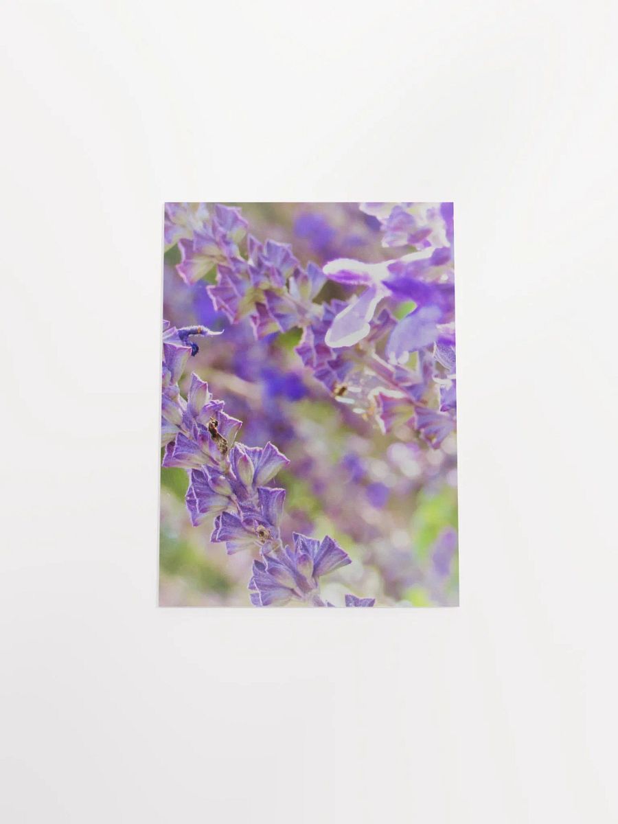 Wisteria product image (44)