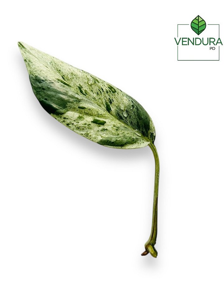 Epipremnum Pinnatum Marble product image (2)