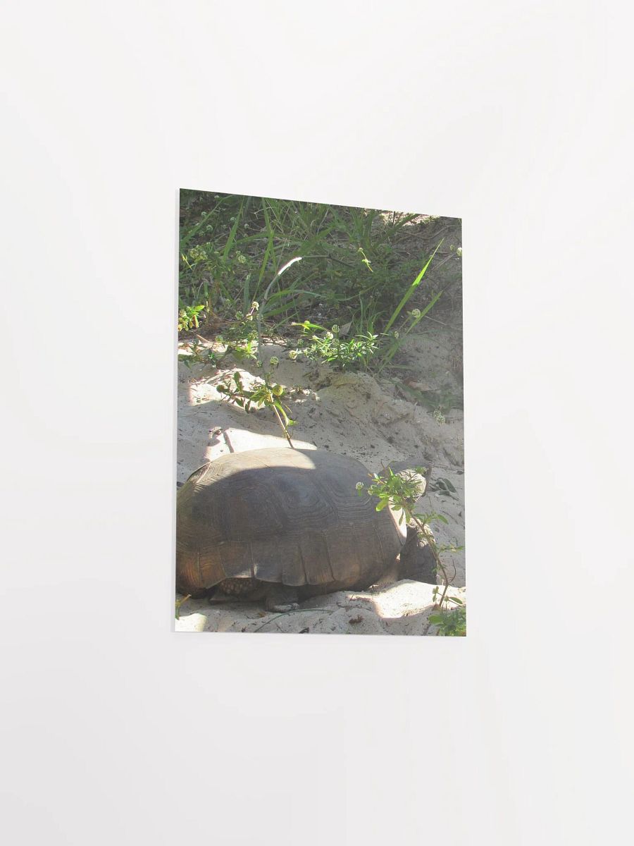 Tortoise product image (3)