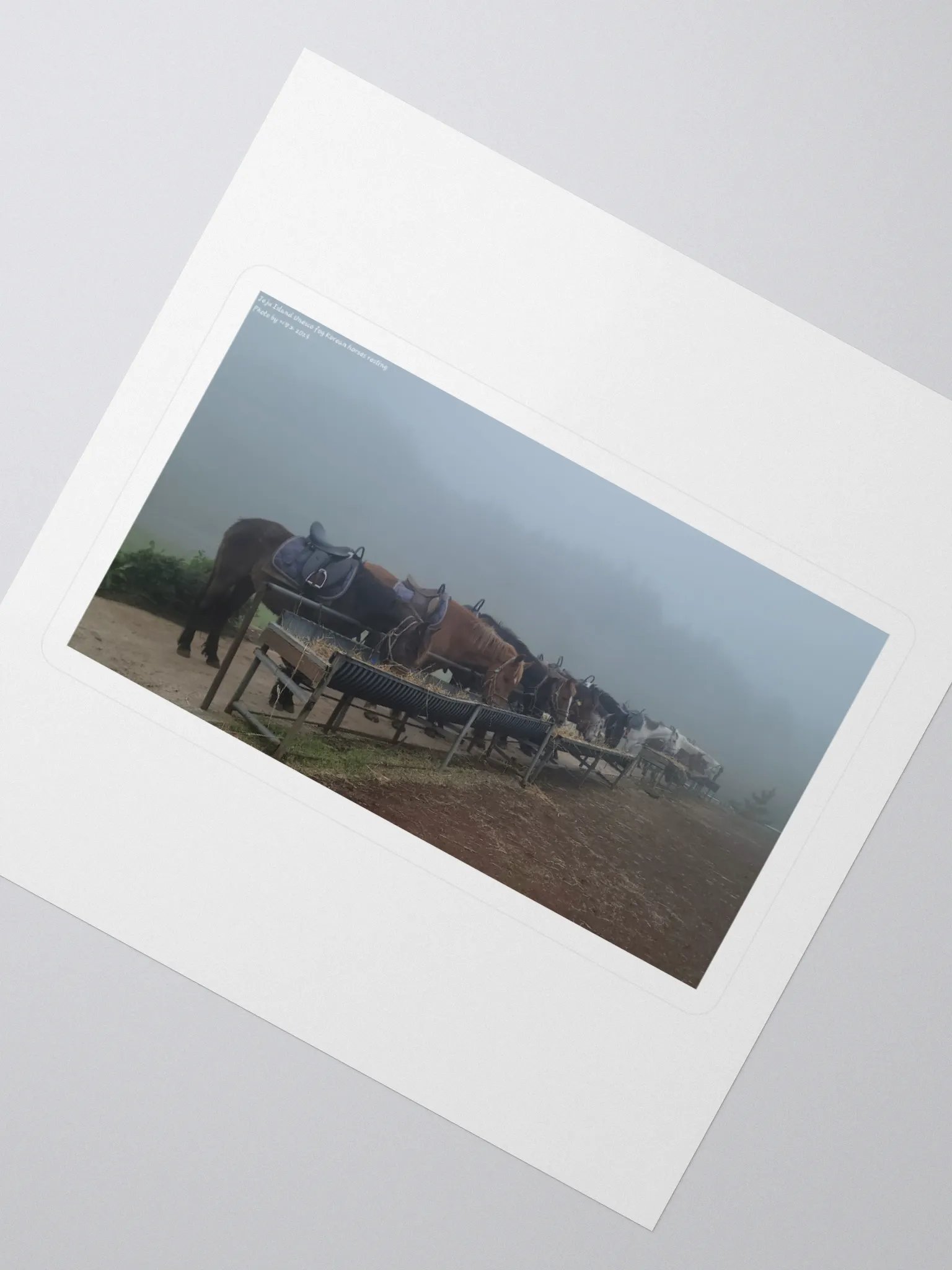 Jeju Island Unesco fog Korean horses resting product image (2)