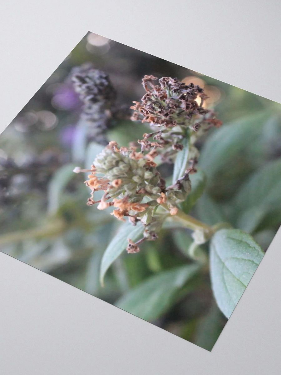 A Study in Flowers 2 - Sticker version product image (9)